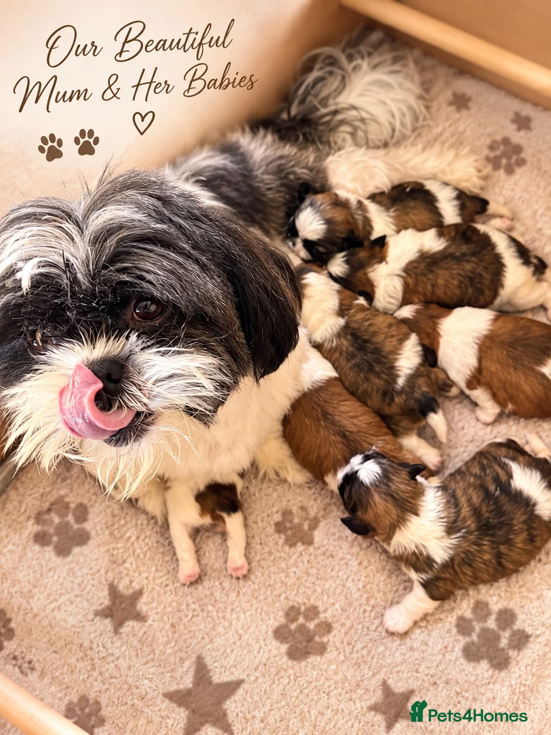 Shih Tzu dogs for sale: 5 adorable Shih Tzu pups - Advert 1