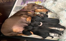 Miniature Dachshund dogs for sale: Smooth haired miniature dachshund - Image 10