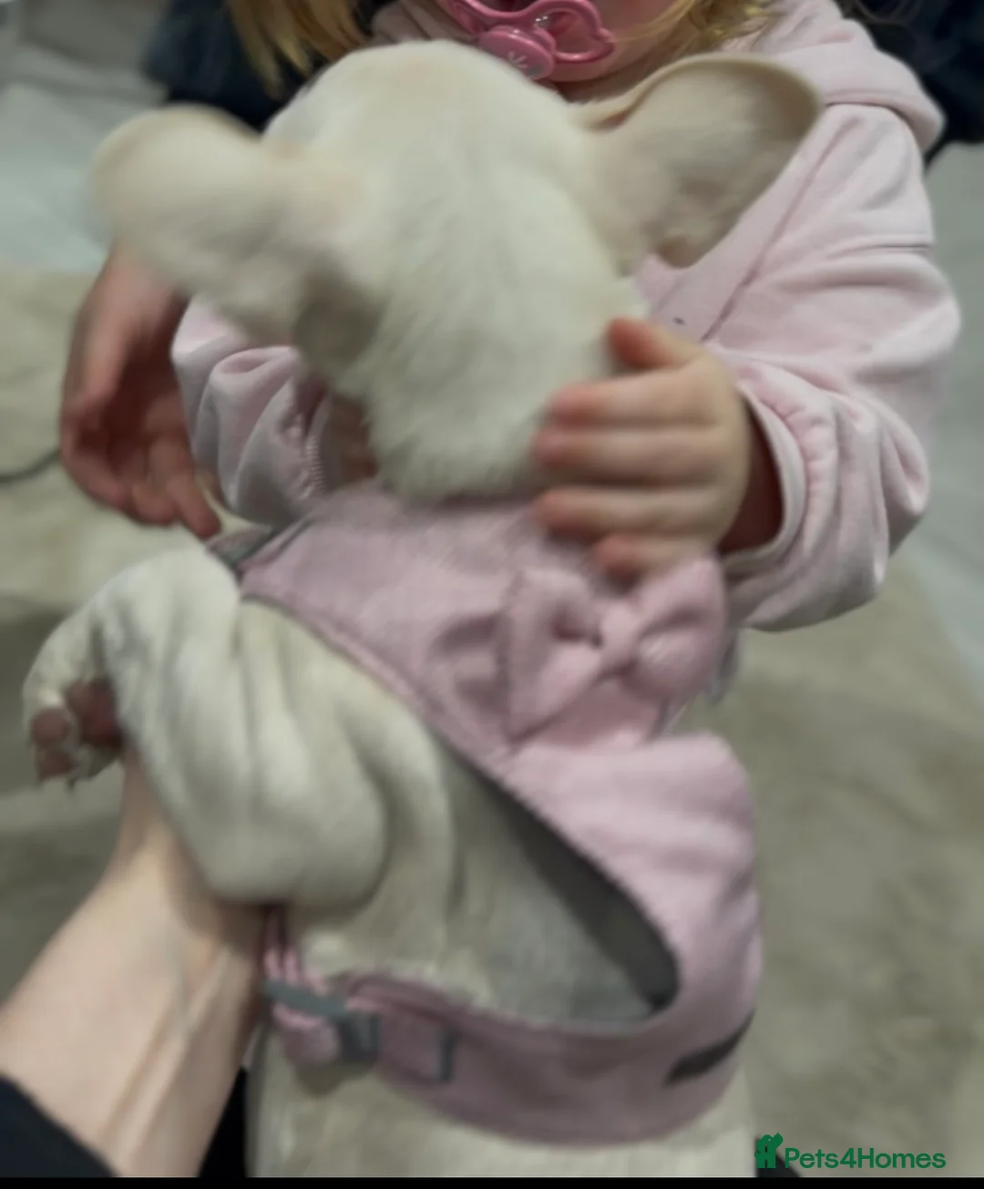 French Bulldog dogs for sale: Quality French Bulldog 🔥 - Advert 2