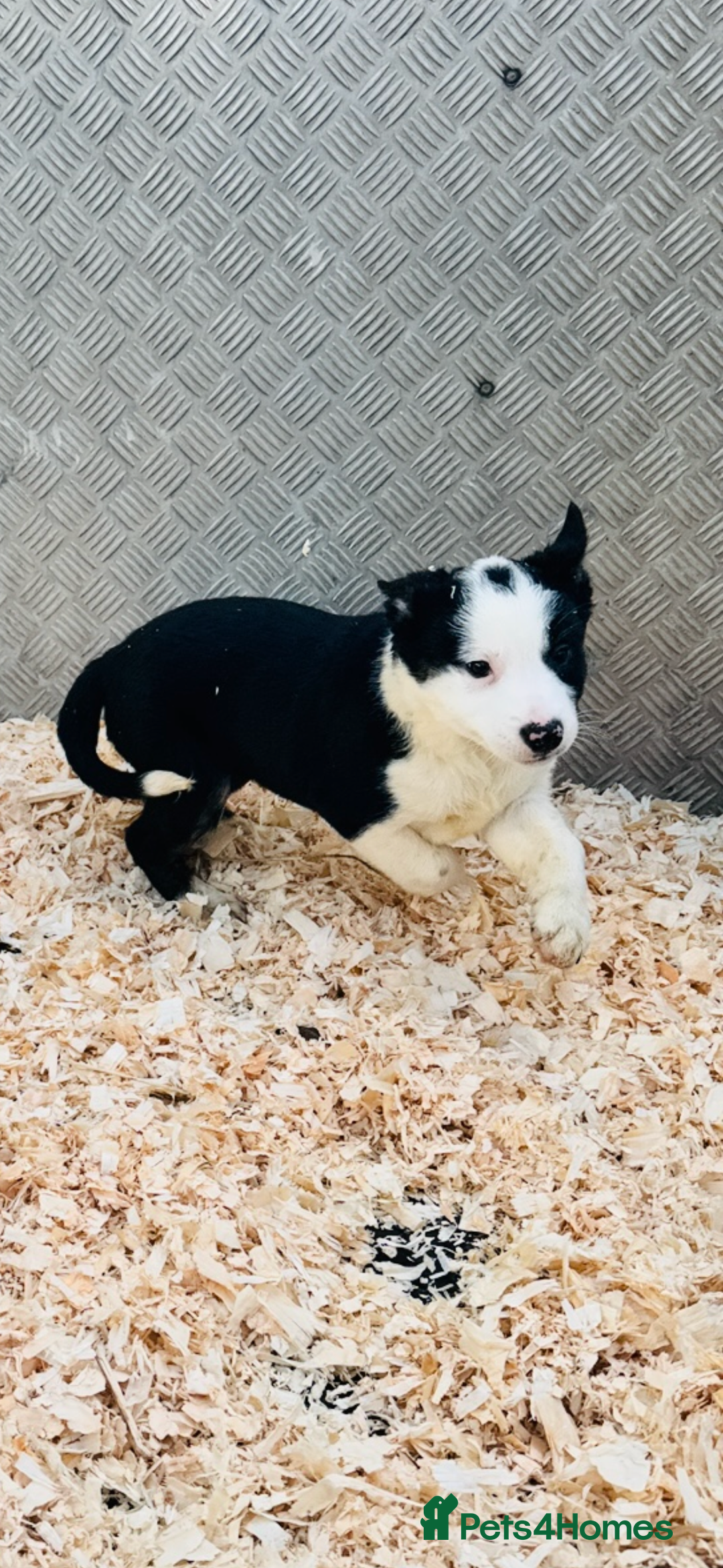 Border Collie dogs for sale: READY NOW border collie puppies one girl two boys  - Advert 12