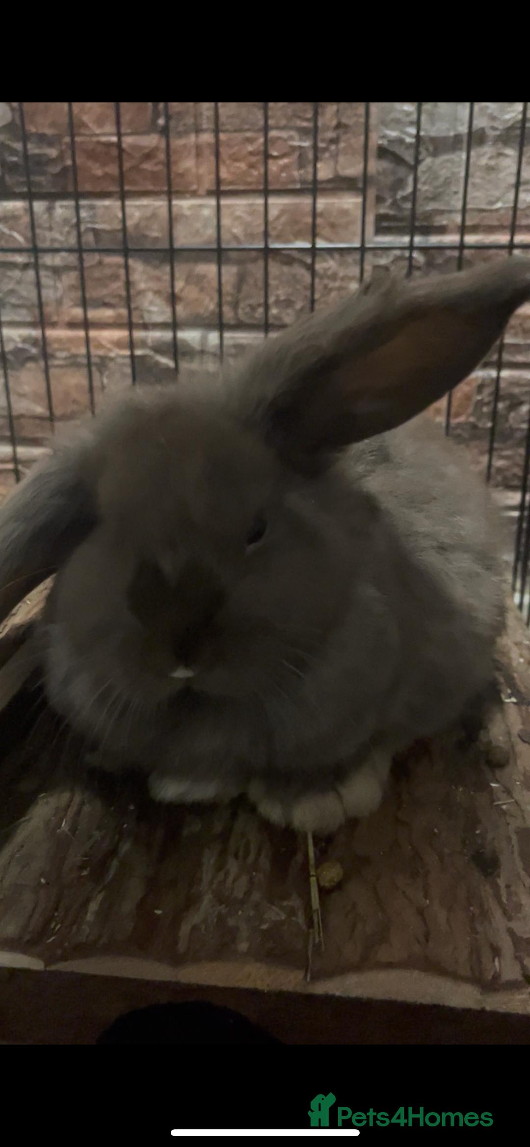 Mini Lop rabbits for sale: Beautiful mini lop - Advert 3