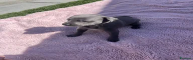 Whippet 2