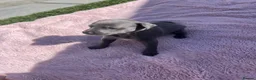 Whippet dogs for sale: Stunning Solid Blue KC Registered Whippets! - Advert 3