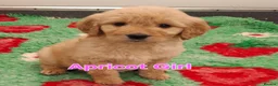 Goldendoodle dogs for sale: F1 Goldendoodle's - Advert 35