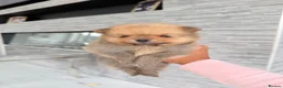 Pomeranian dogs for sale: 🫶🏽 5 BEAUTIFUL POMERANIAN PUPPIES 🫶🏽   - Advert 12