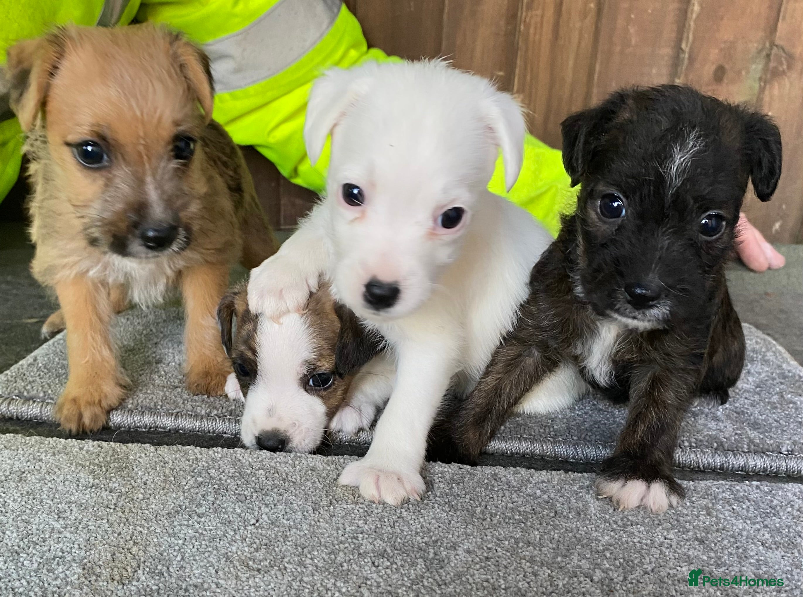 Jack Russell dogs  **  JACK RUSSELL PUPPIES - READY TO GO - Advert 1