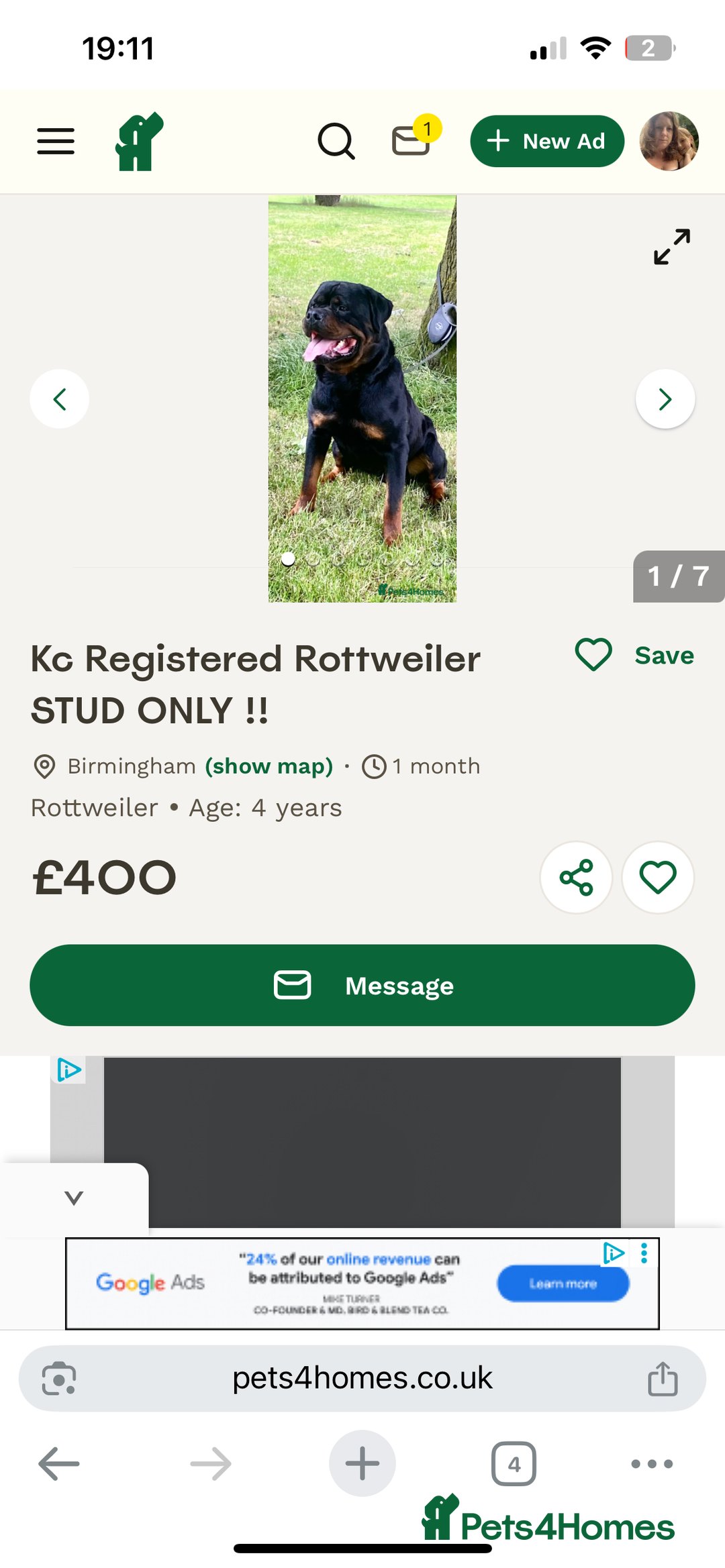 Rottweiler dogs for sale: 8 Beautiful, chunky Rottweiler pups  - Image 12