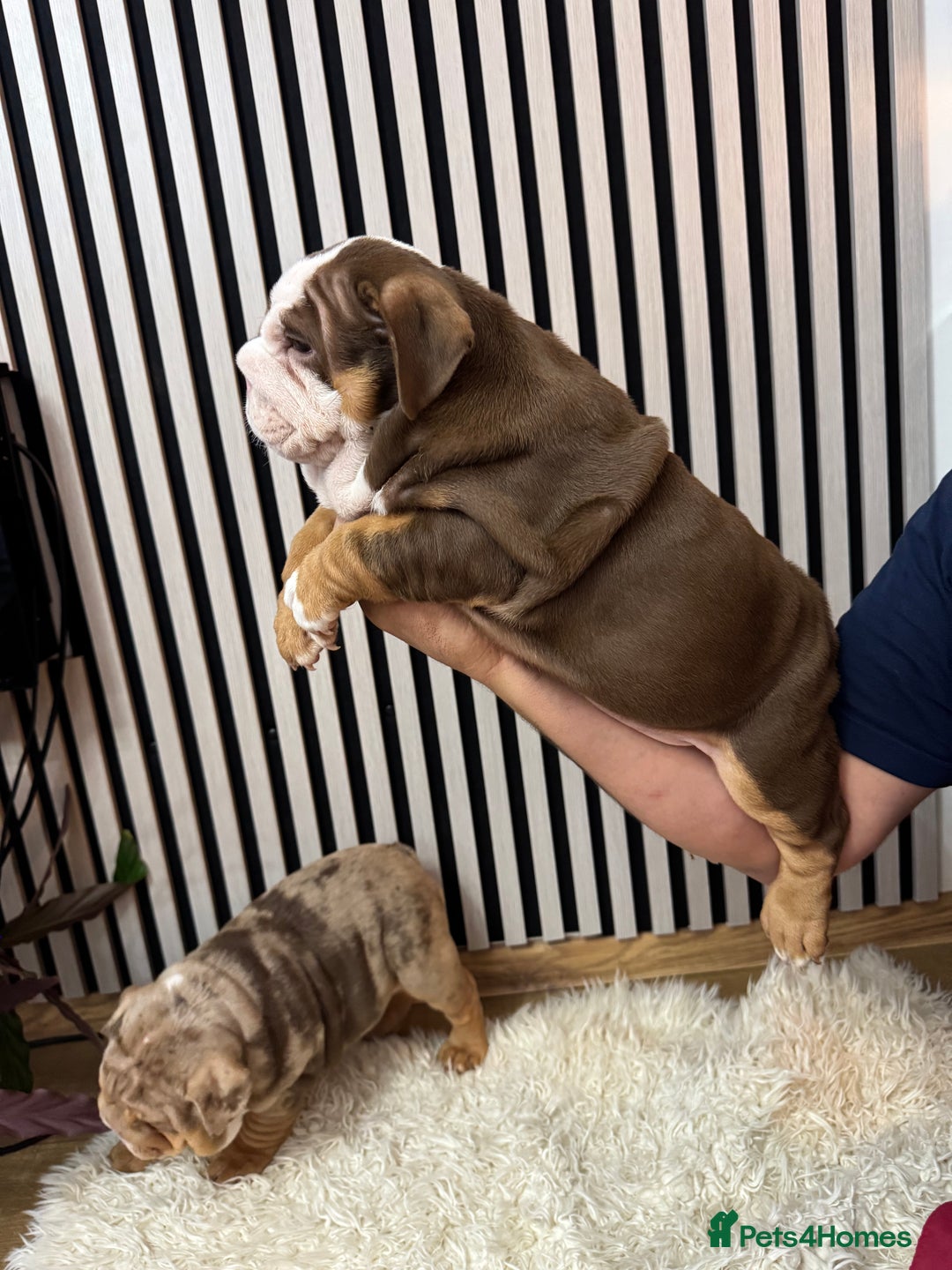 English Bulldog dogs for sale: Our girls looking for a warm sofa and full love ❤️ - Advert 17