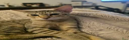 Savannah cats for sale: Savannah F8 Girl Kitten. - Advert 12