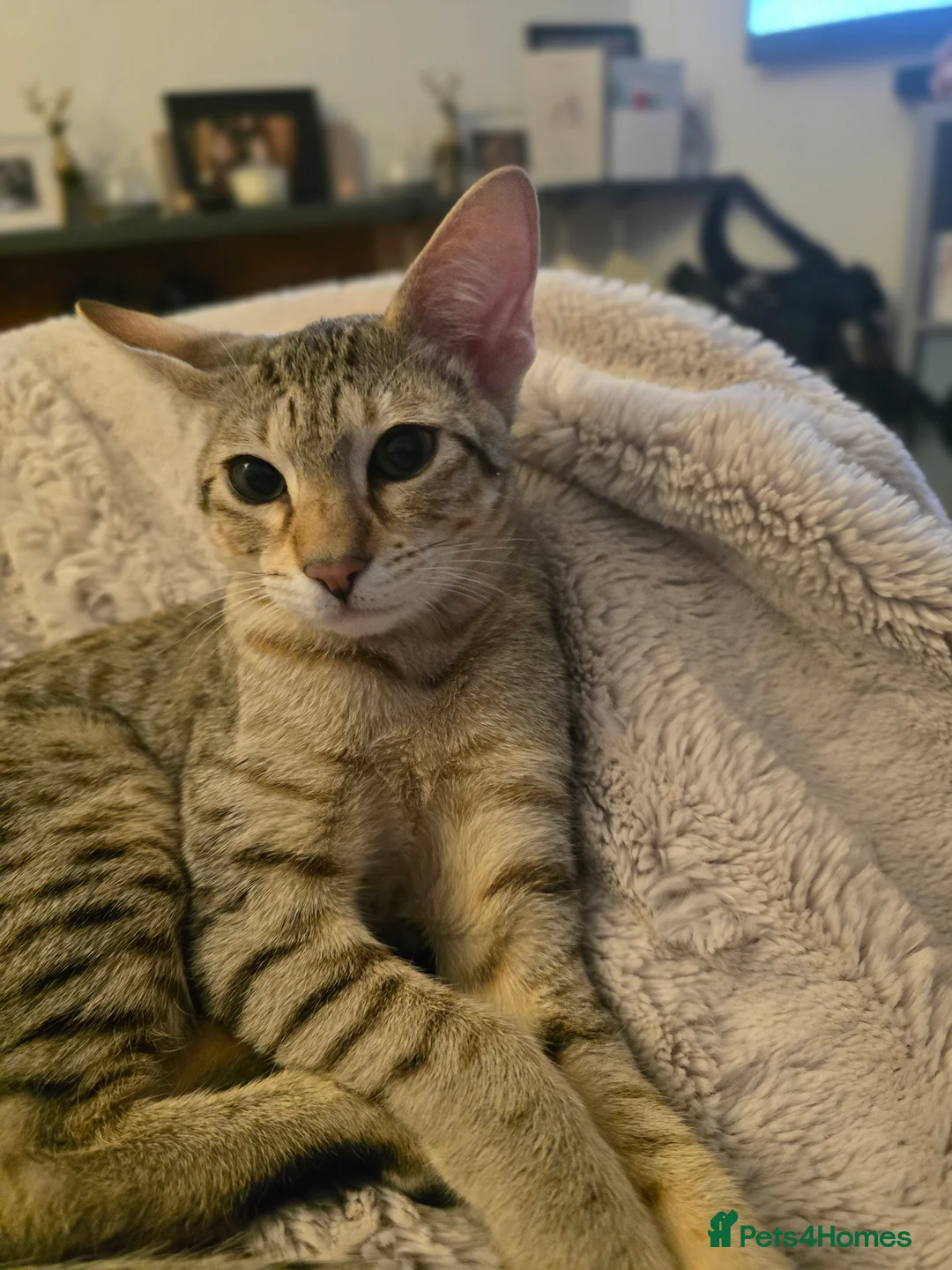 Savannah cats for sale: Savannah F8 Girl Kitten. - Advert 12