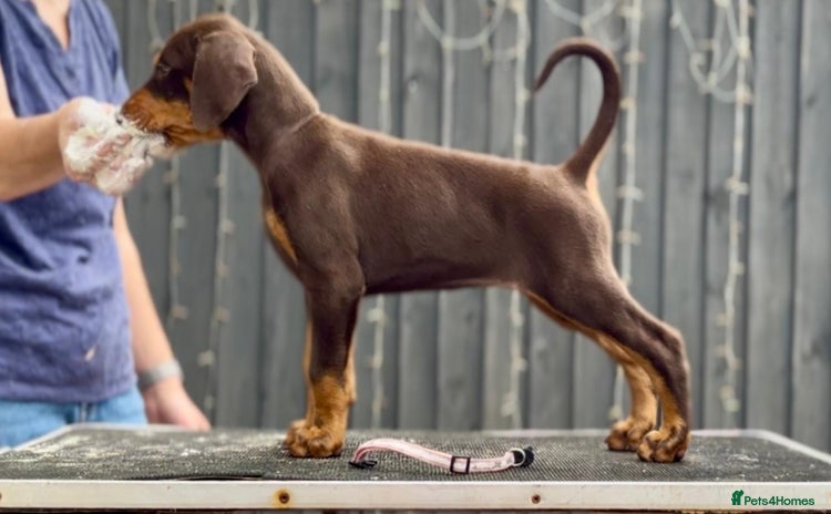 Dobermann dogs - Advert 1