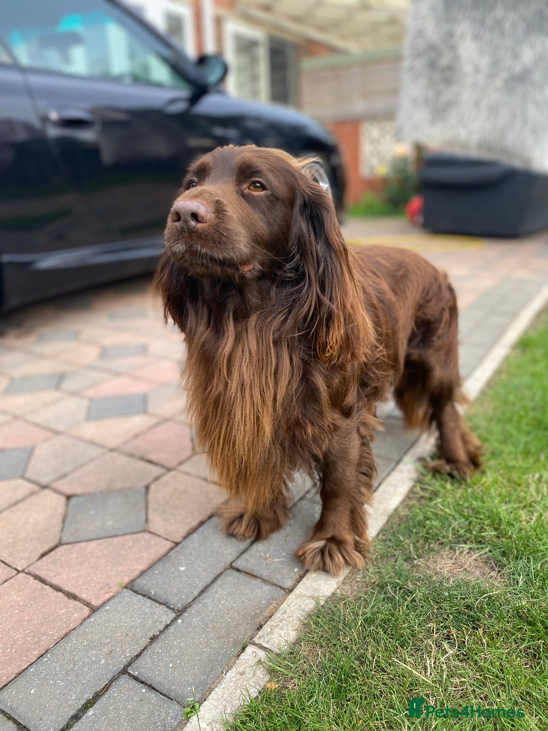 Cocker Spaniel dogs for stud: Sparkey, chocolate cocker spaniel  - Image 7