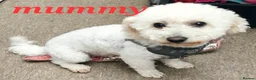 Mixed Breed dogs for sale: Bischon frise x Maltese puppies  - Advert 3