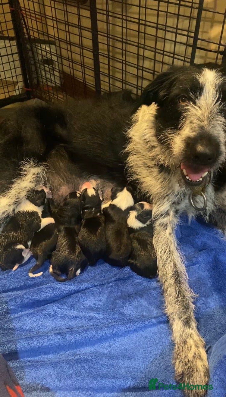 Mixed Breed dogs for sale: Border Collie Cross Pups ready for forever homes in Cairndow - Advert 36