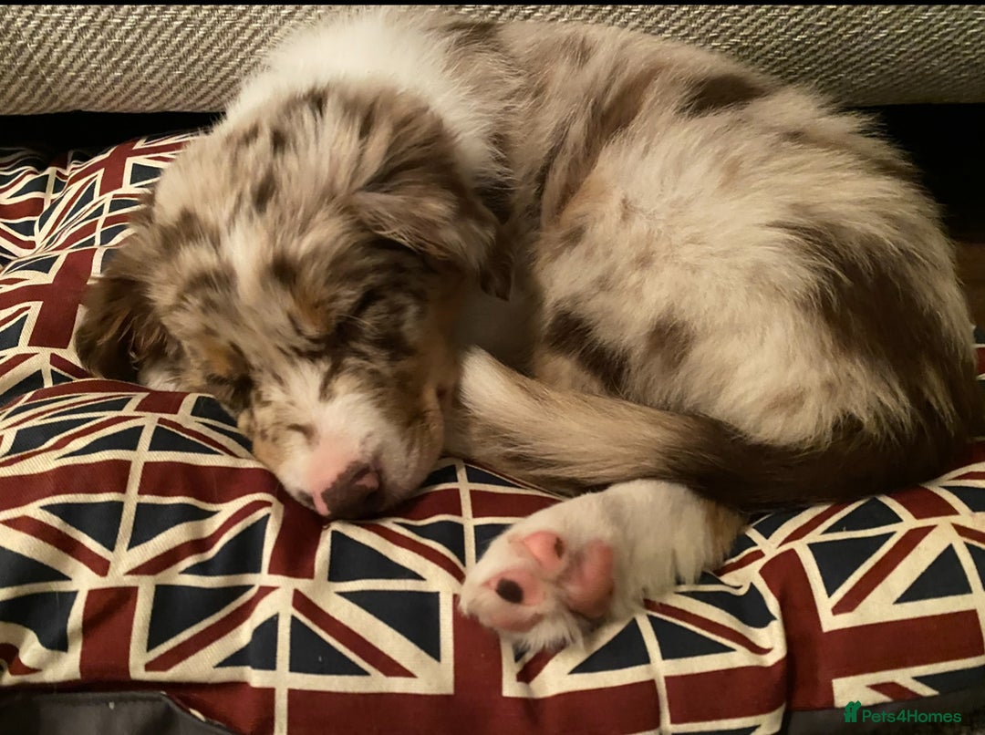Border Collie dogs for stud: PROVEN STUD AVAILABLE (KC REG) - Image 4