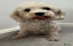 Cavachon dogs for sale: Dolly ,  - Image 1