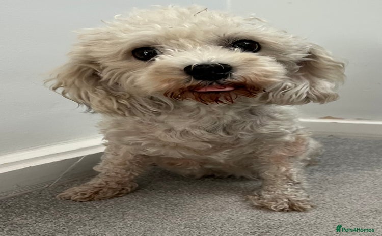 Cavachon dogs - Advert 1