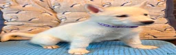 Siberian Husky dogs for sale: 2 female Beautiful White Husky Puppies Ready Now. - Advert 34
