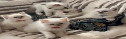 Ragdoll cats for sale: Gccf Anne Baker lines champion Ragdoll kittens  - Advert 4
