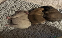 Frug dogs for sale: Fluffy frug - Image 10