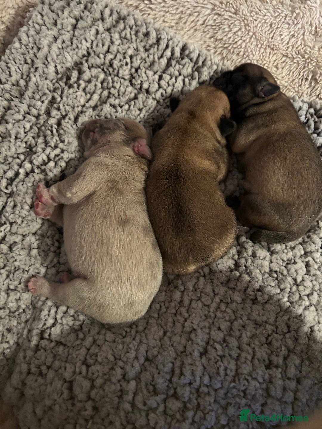 Frug dogs for sale: Fluffy frug - Image 10