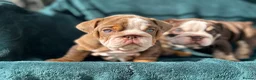 English Bulldog dogs for sale: 🌟 Quality English Bulldog Puppies ⭐️  - Advert 2
