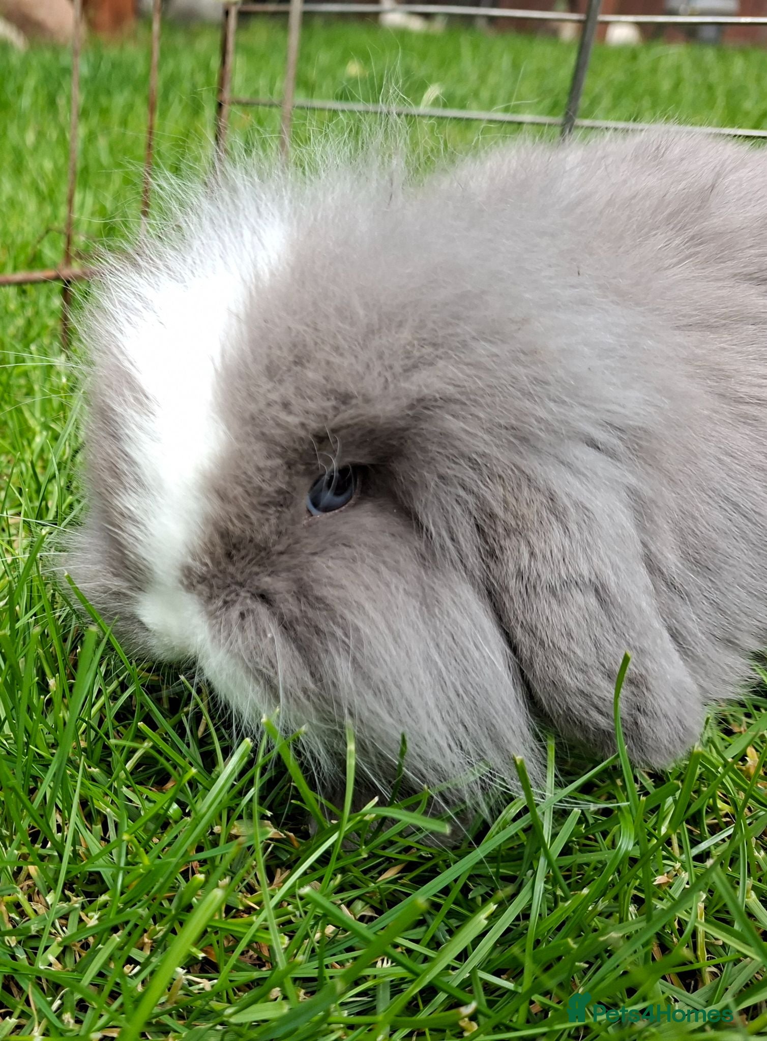Mixed Breed rabbits 4 lovely minilop lionhead rabbits  - Advert 1
