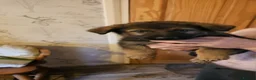 German Shepherd dogs for sale: KC registered German shepherd pups  - Advert 9