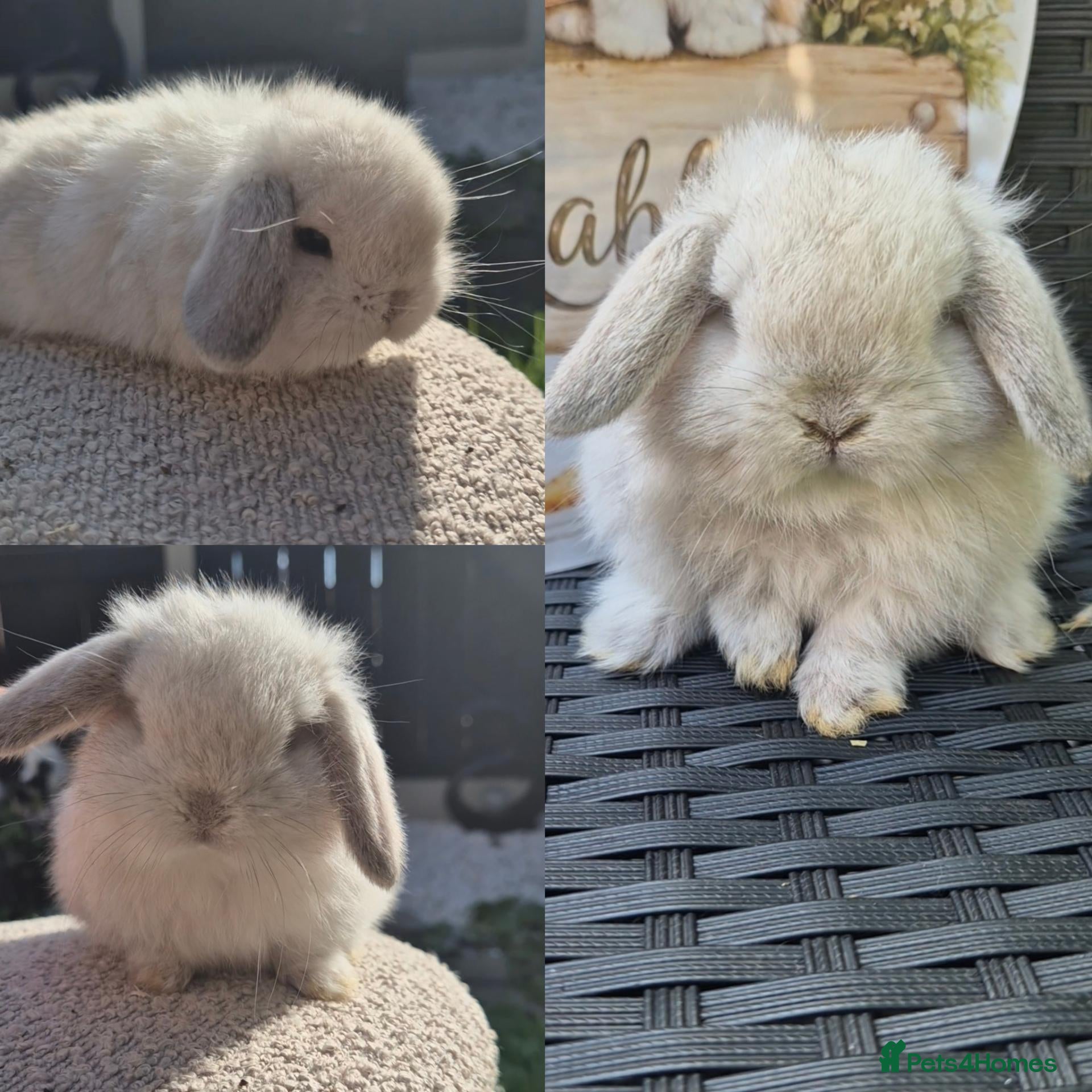 Mini Lop rabbits Mini lop Rabbit  - Advert 1