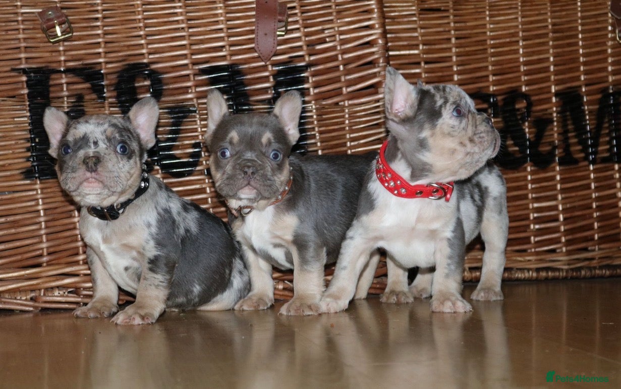 French Bulldog dogs Ready-Merle Lilac tan BOYS 💫  - Advert 4