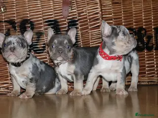 French Bulldog dogs Ready-Merle Lilac tan BOYS 💫 - Advert 4