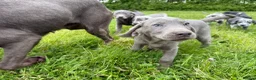 Labrador Retriever dogs for sale: Labrador Retriever Pups – Merle, Silver & Charcoal - Advert 7