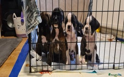 Boxer dogs for sale:  Puppies KC – Exceptional Champion Bloodlines 🐾 - Image 1