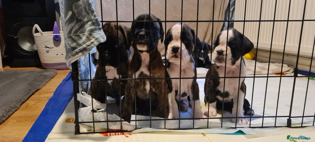 Boxer dogs for sale:  Puppies KC – Exceptional Champion Bloodlines 🐾 - Image 1