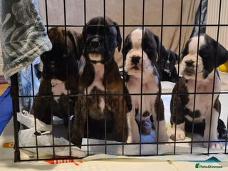 Boxer dogs - Advert 6