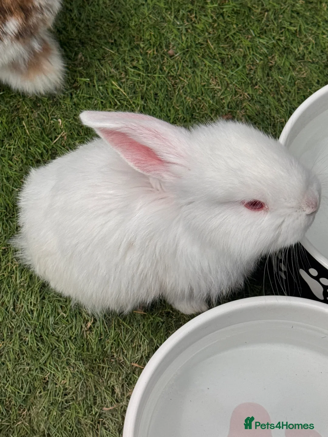 French Lop rabbits for sale: Pedigree French lop - Advert 6