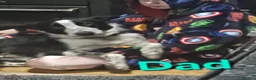 Border Collie dogs for sale: Border Collie Pups - Advert 10
