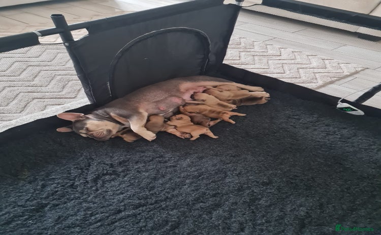 French Bulldog dogs - Advert 2