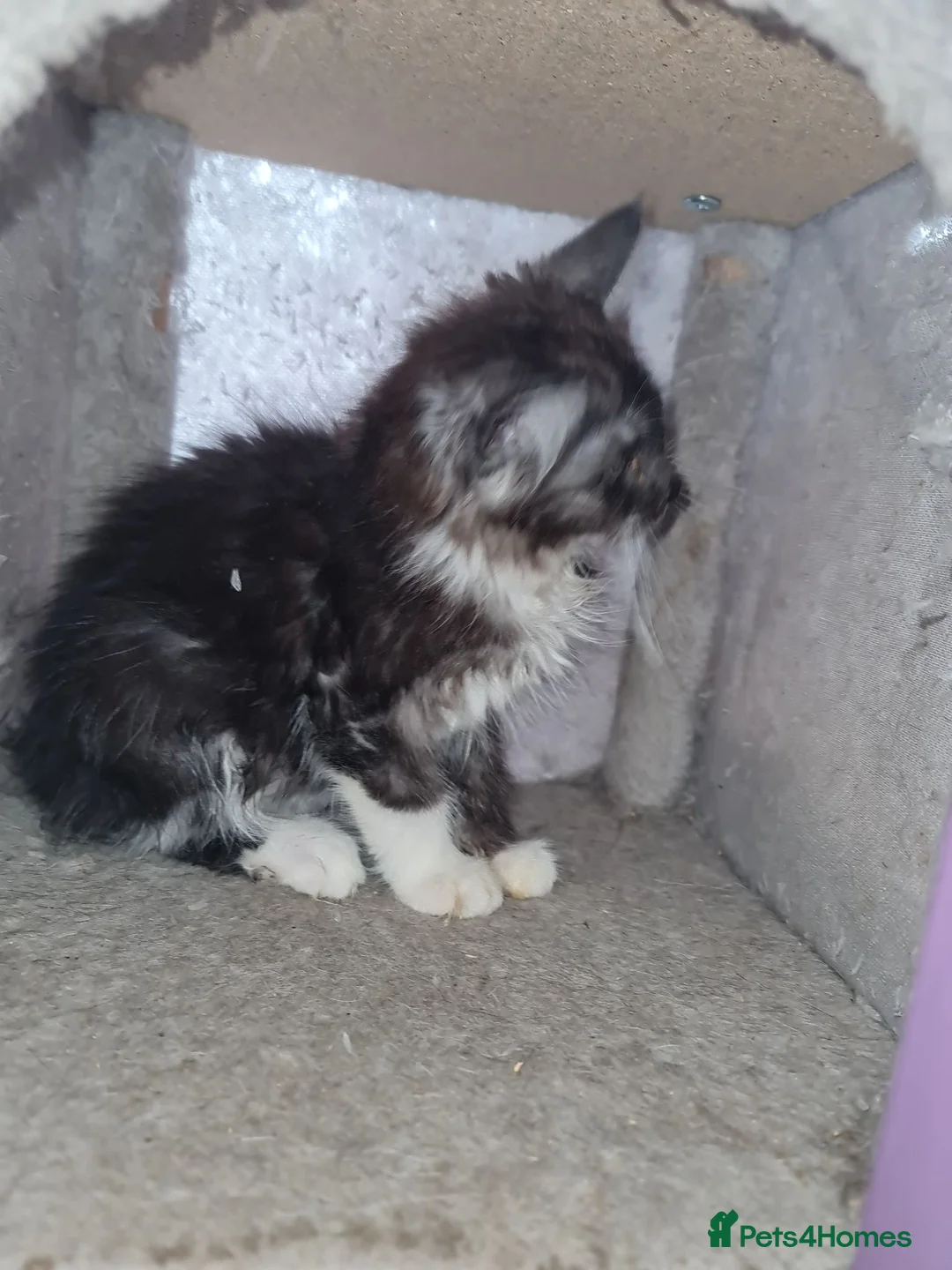 Maine Coon cats for sale: Maine coon kitten - Advert 4