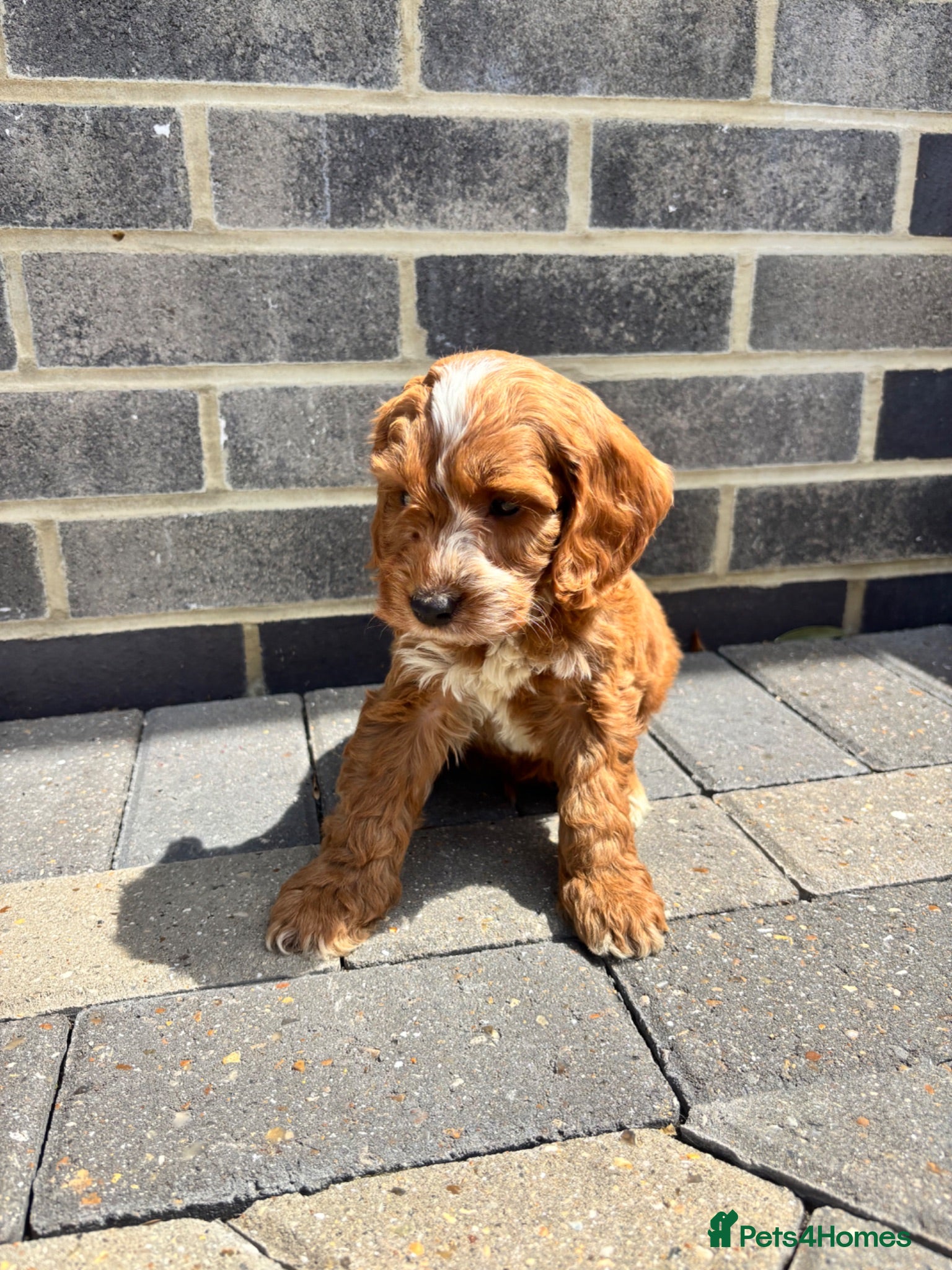 Cockapoo dogs F1 KC PARENTS COCKAPOO PUPPYS READY NOW  - Advert 1
