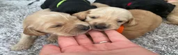 Cockerdor dogs for sale: Cockerdor Puppys 🐾 - Advert 5
