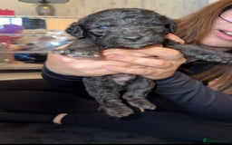 Bedlington Terrier dogs for stud: KC Registered Bedlington Terrier Stud in Ferryhill - Image 23