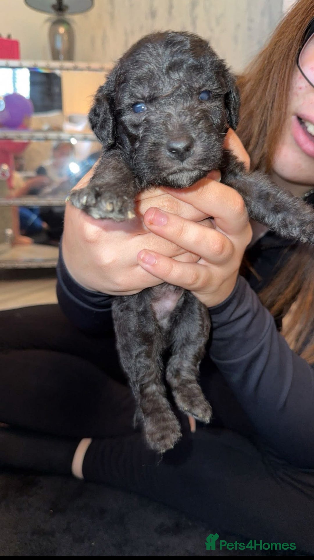 Bedlington Terrier dogs for stud: KC Registered Bedlington Terrier Stud in Ferryhill - Image 23