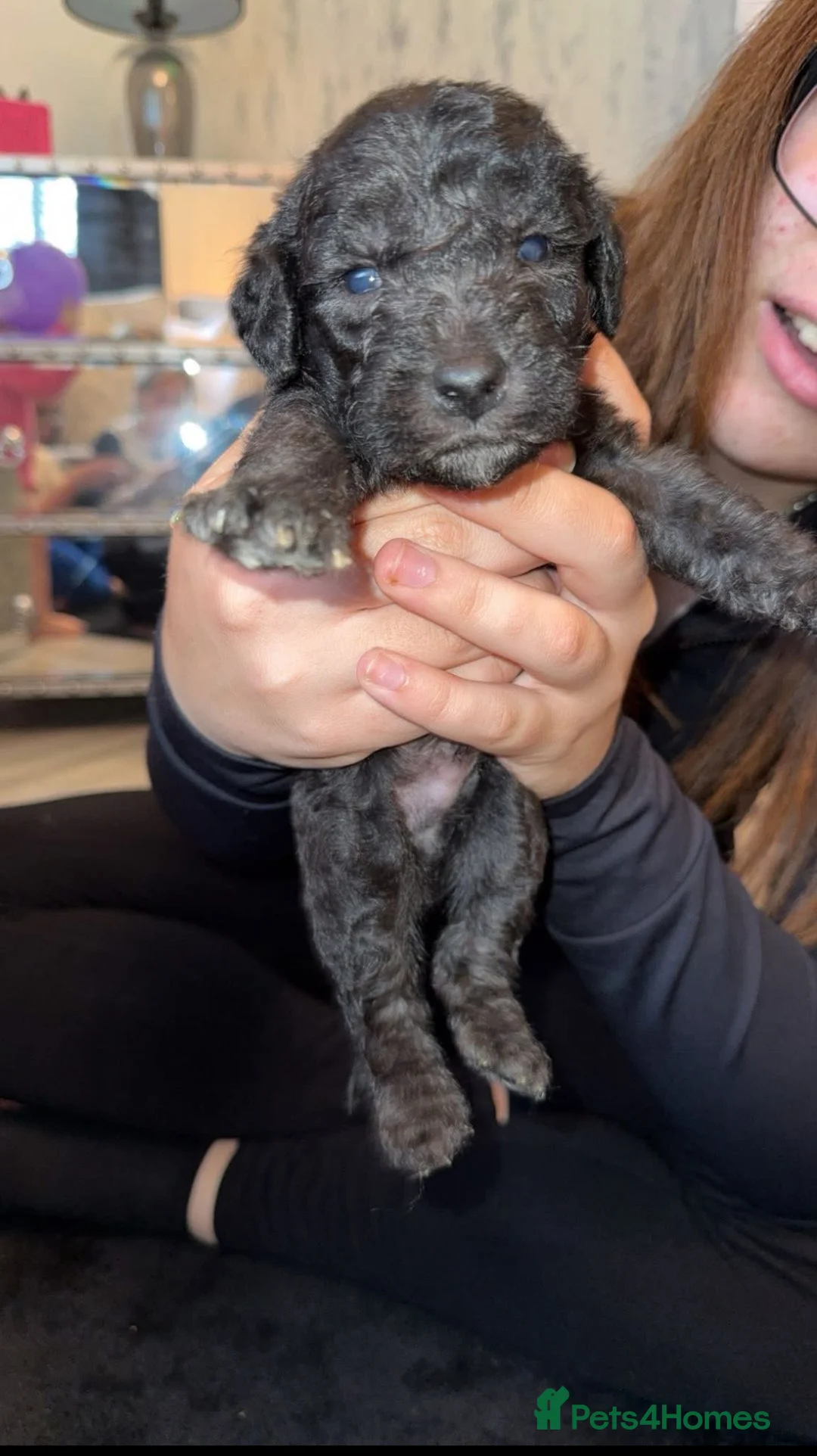 Bedlington Terrier dogs for stud: KC Registered Bedlington Terrier Stud in Ferryhill - Advert 23