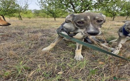 Mixed Breed dogs for adoption: Sweet, Friendly Young RUBY - for a Loving Family - Advert 8