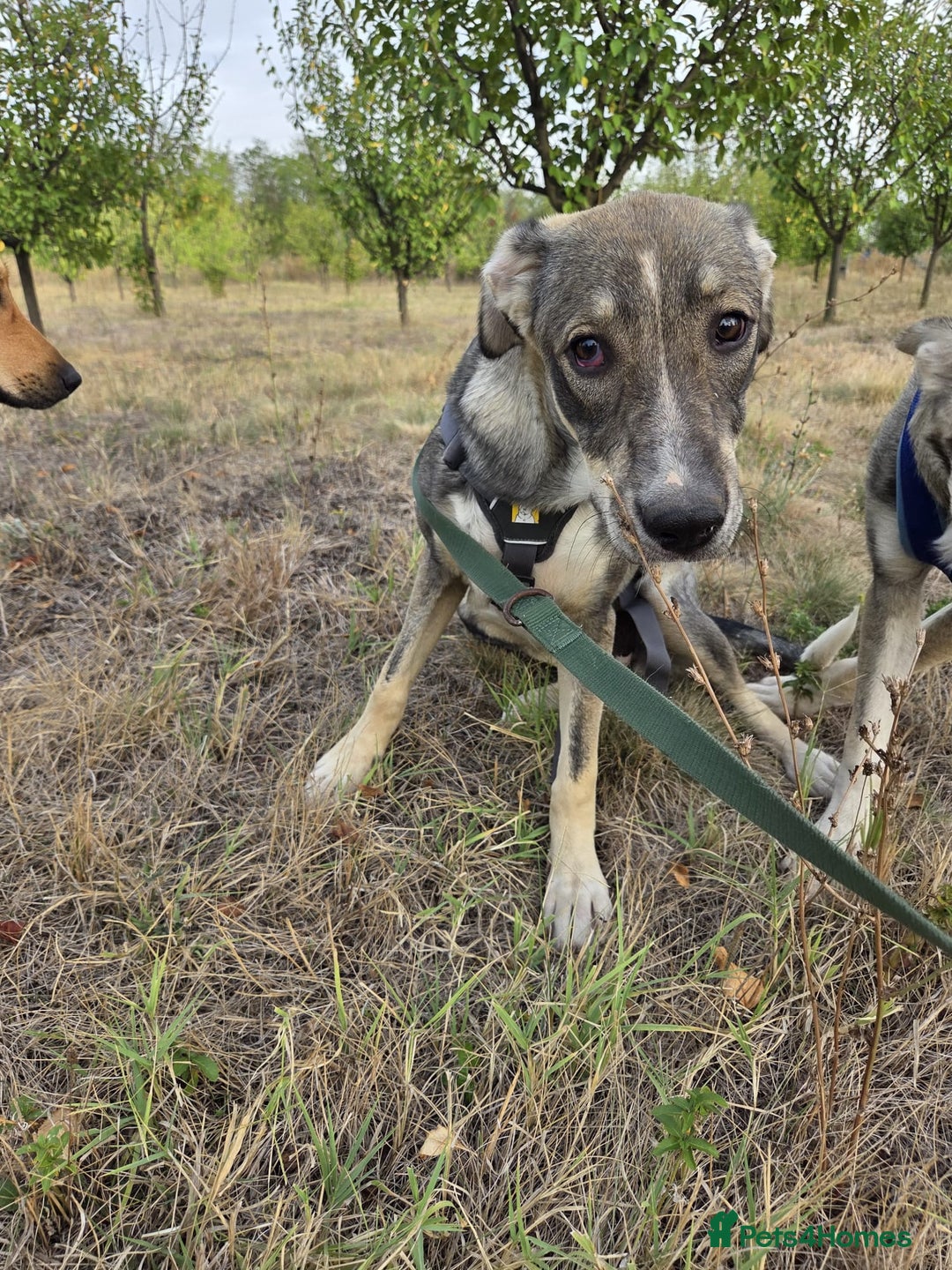 Mixed Breed dogs for adoption: Sweet, Friendly Young RUBY - for a Loving Family - Advert 8