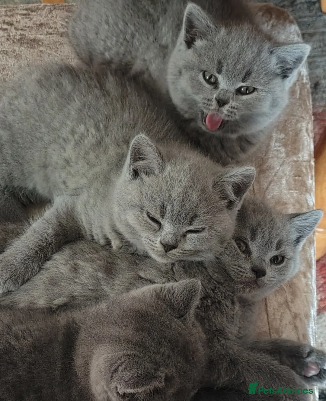 British Shorthair cats for sale: Pedigree  British short hair kittens  - Advert 2