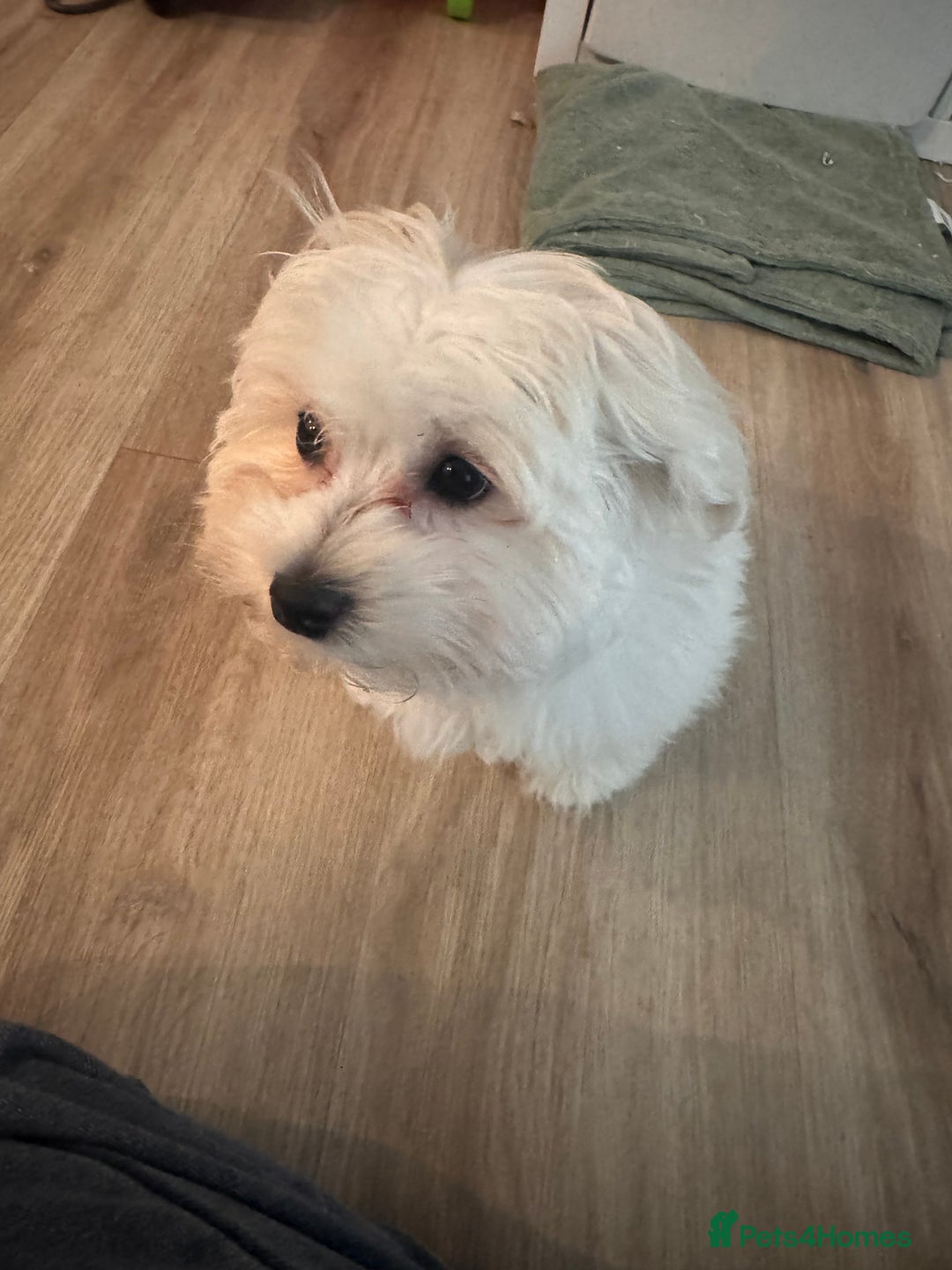 Maltese dogs for sale: Female Maltese pup with everything to get started - Advert 3