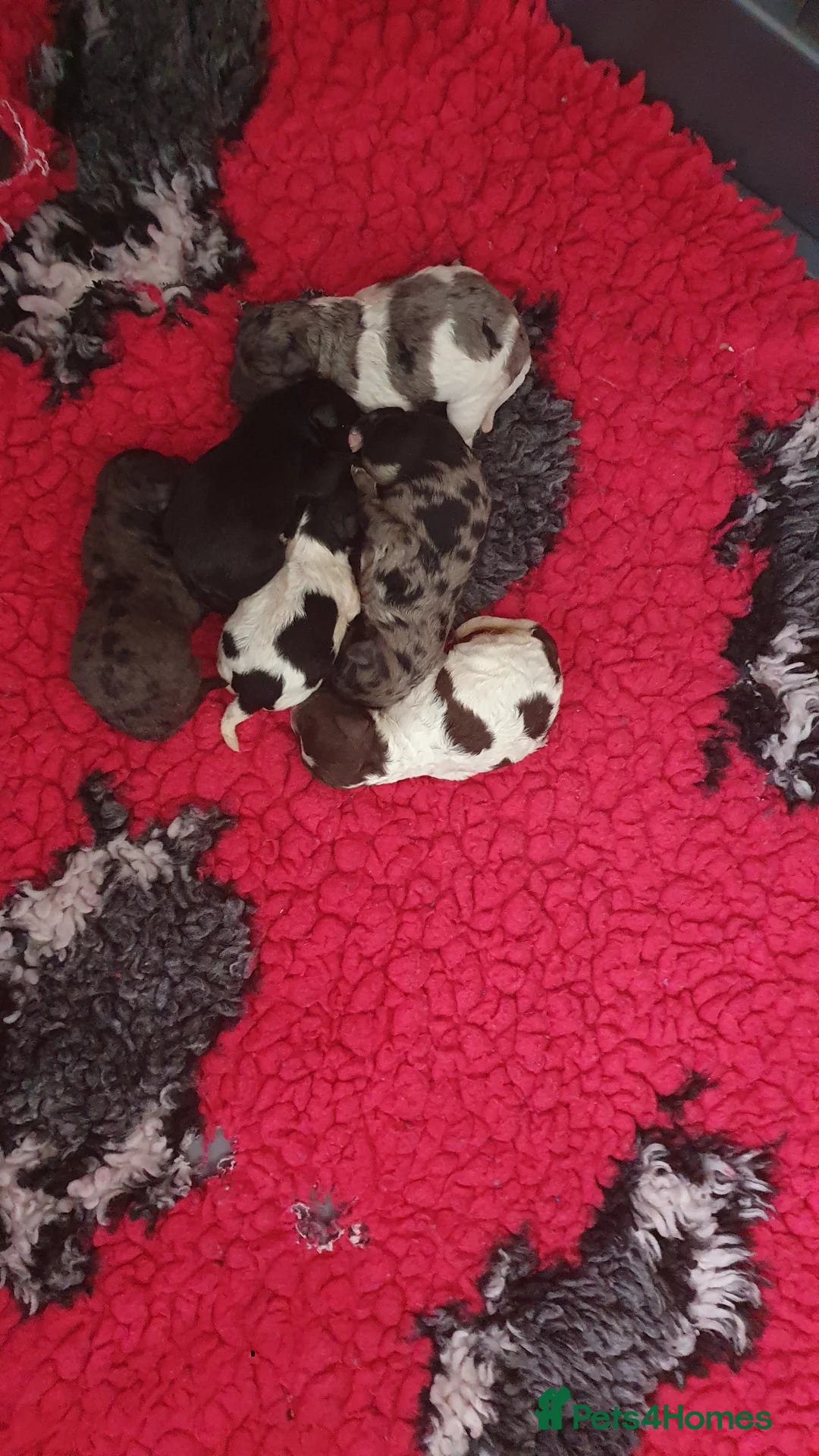 Poodle dogs for stud:  CHOCOLATE MERLE PHANTOM CARRYING PARTI in Todmorden - Advert 7