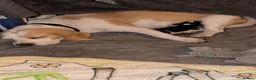 Mixed Breed dogs for sale: Patterbea  in Southampton - Advert 8